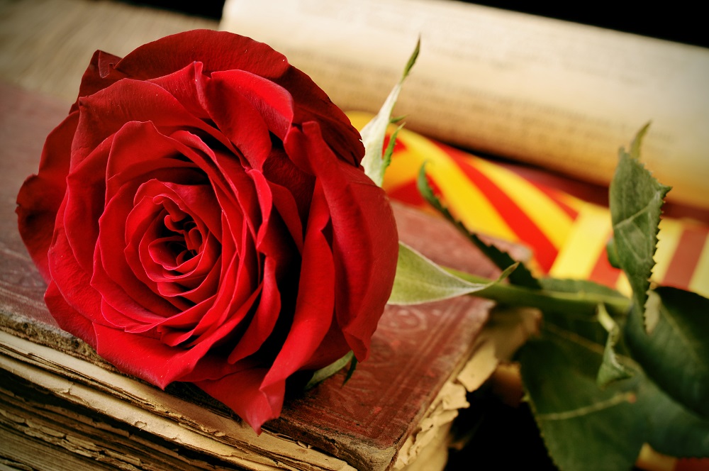 As rosas de Sant Jordi na Catalunha